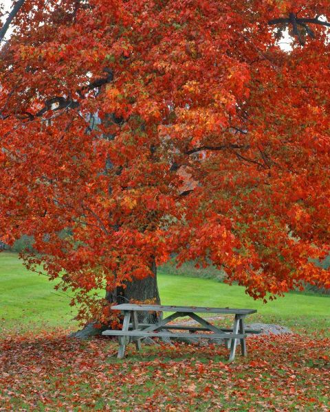 New York, West Park Bench under maple in autumn